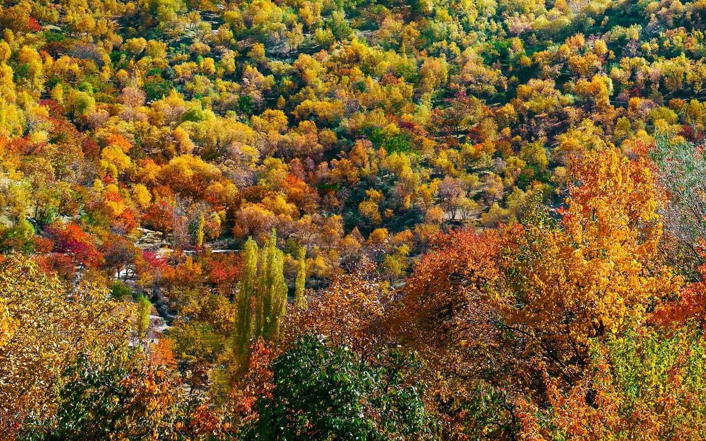 Image of the Chinji National Park  2