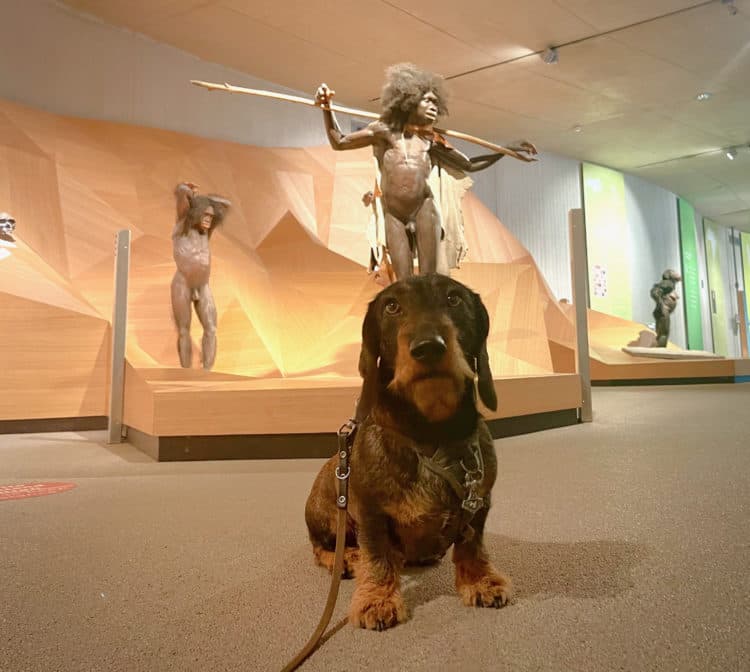 Image of the Hund Museum  7