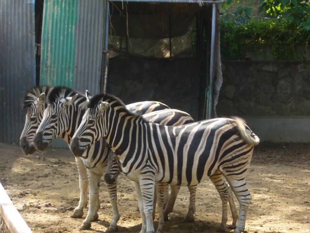 Image of the Lahore Zoo  8