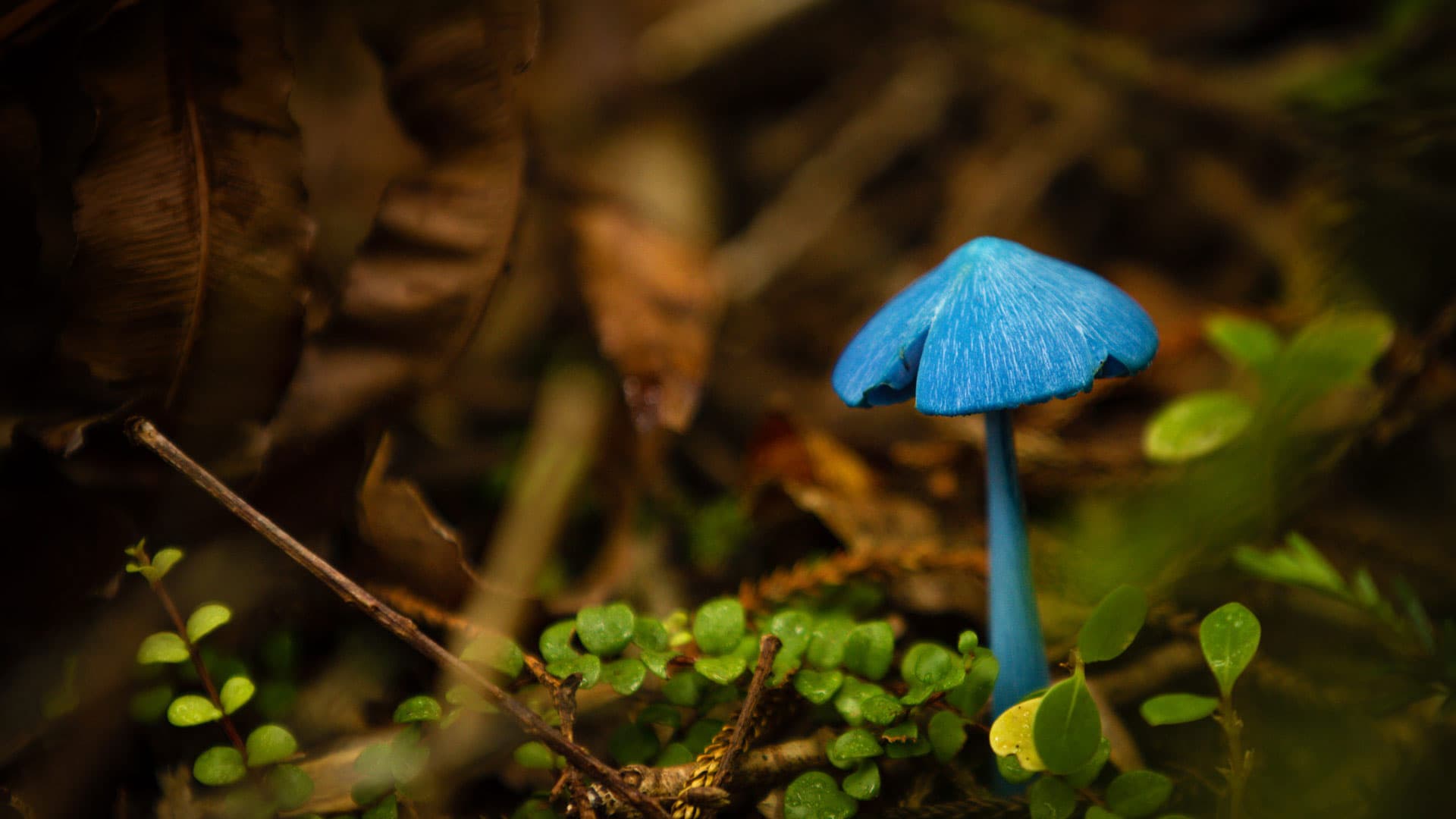 Image of the Mushroom Lake  8