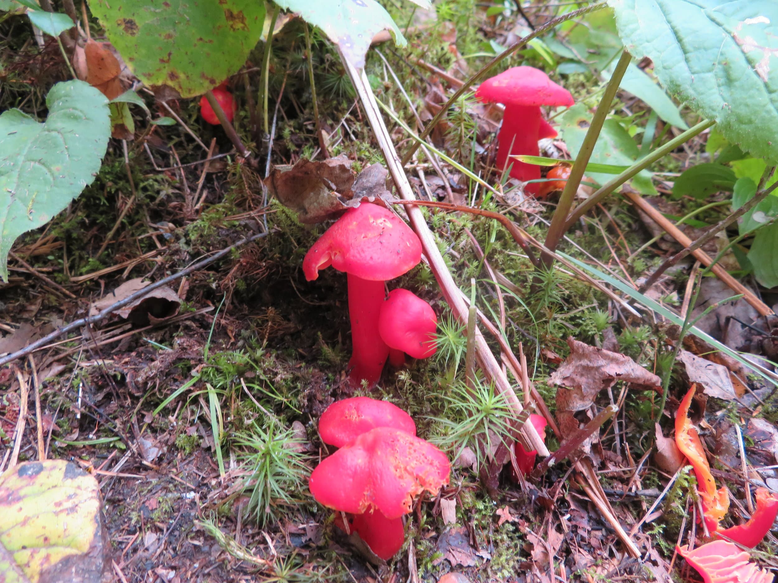 Image of the Mushroom Lake  7