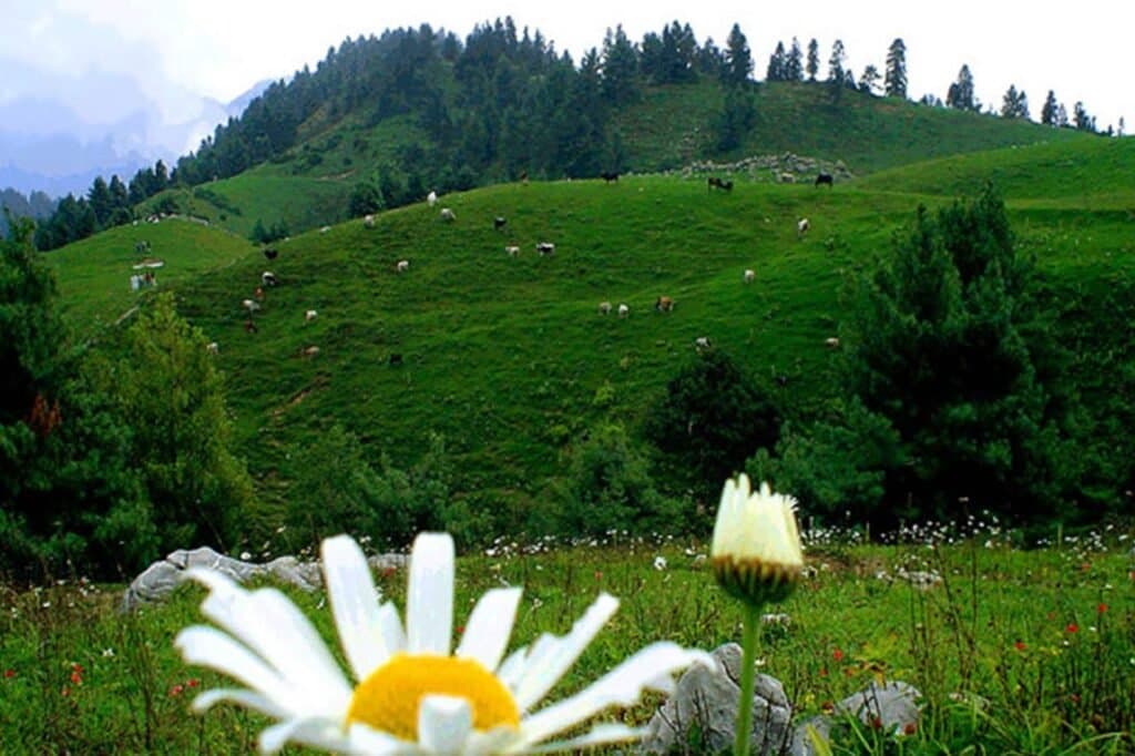 Image of the Nathia Gali  3